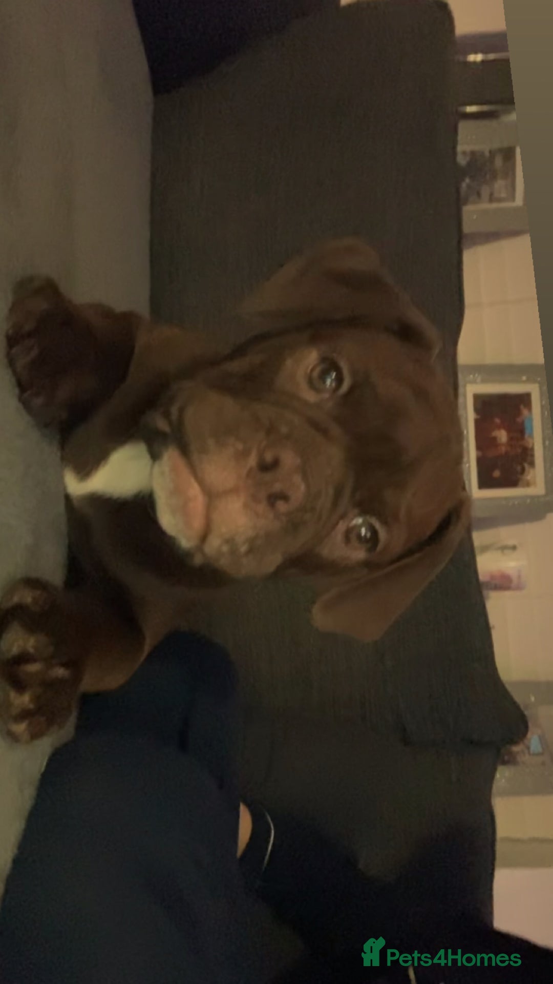 Old Tyme Bulldog dogs for sale: Chocolate male for sale  - Advert 8