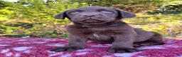 Labrador Retriever dogs for sale: 2 girls available Extenively health Tested READY - Advert 15