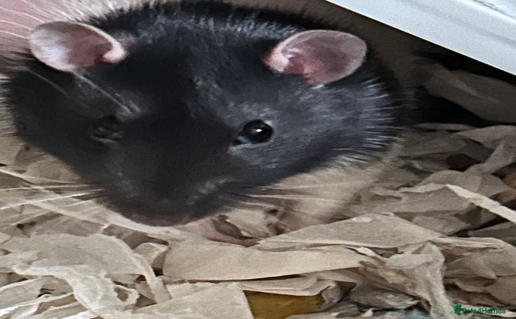 Rat rodents - Advert 1