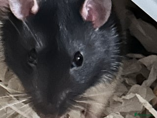 Rat rodents - Advert 4