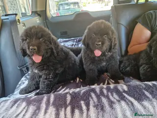 Newfoundland dogs KC Registered Black Newfoundland Puppies - Advert 16