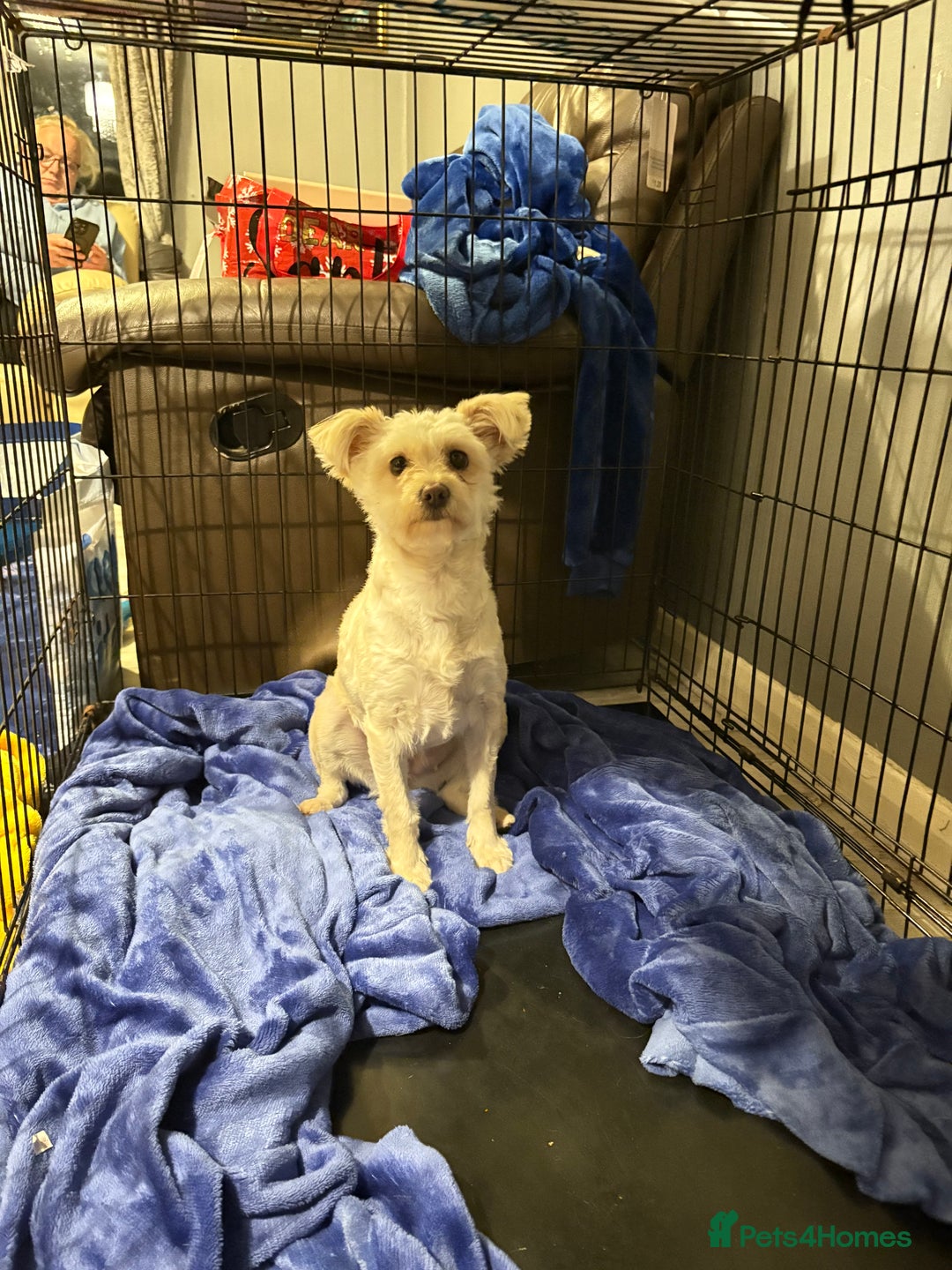 Mixed Breed dogs for sale: Labradoodle x jack russell female - Image 1