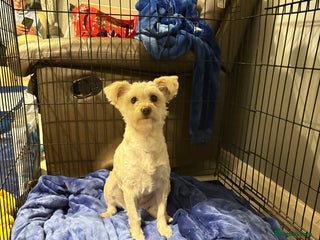 Mixed Breed dogs - Advert 10