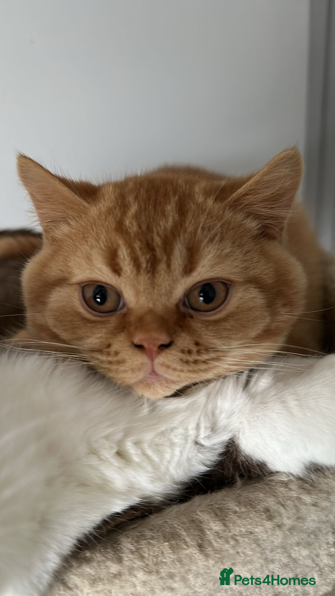 British Shorthair cats for sale: Re homing this Beautiful Boy - Image 3