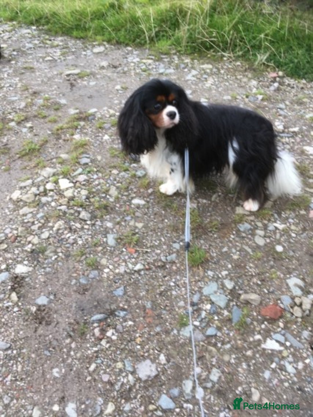 Cavalier King Charles Spaniel dogs for sale: Fully health tested included MRI scan  - Image 21