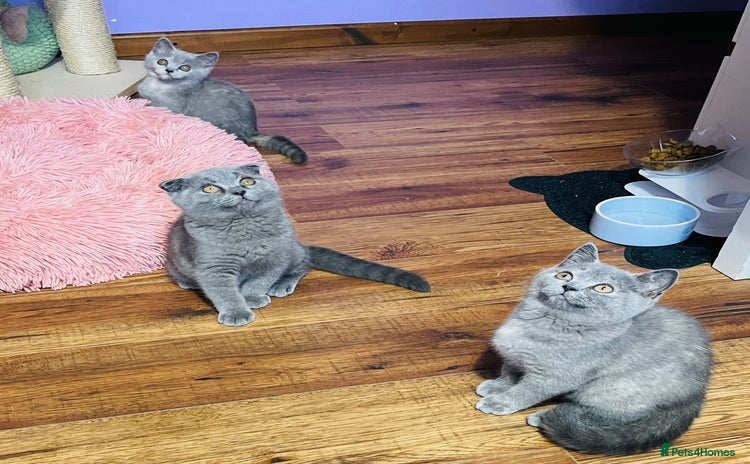 Scottish Fold cats - Advert 8