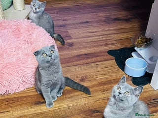 Scottish Fold cats Beautiful litter of Scottish fold 😍 - Advert 1