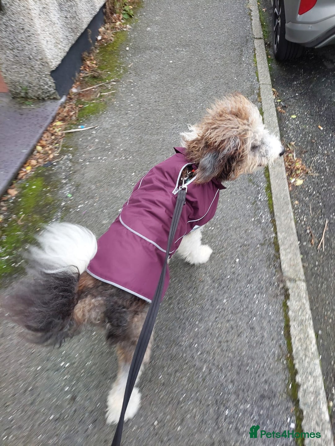 Bordoodle dogs for sale: Bordoodle Girl - Image 4