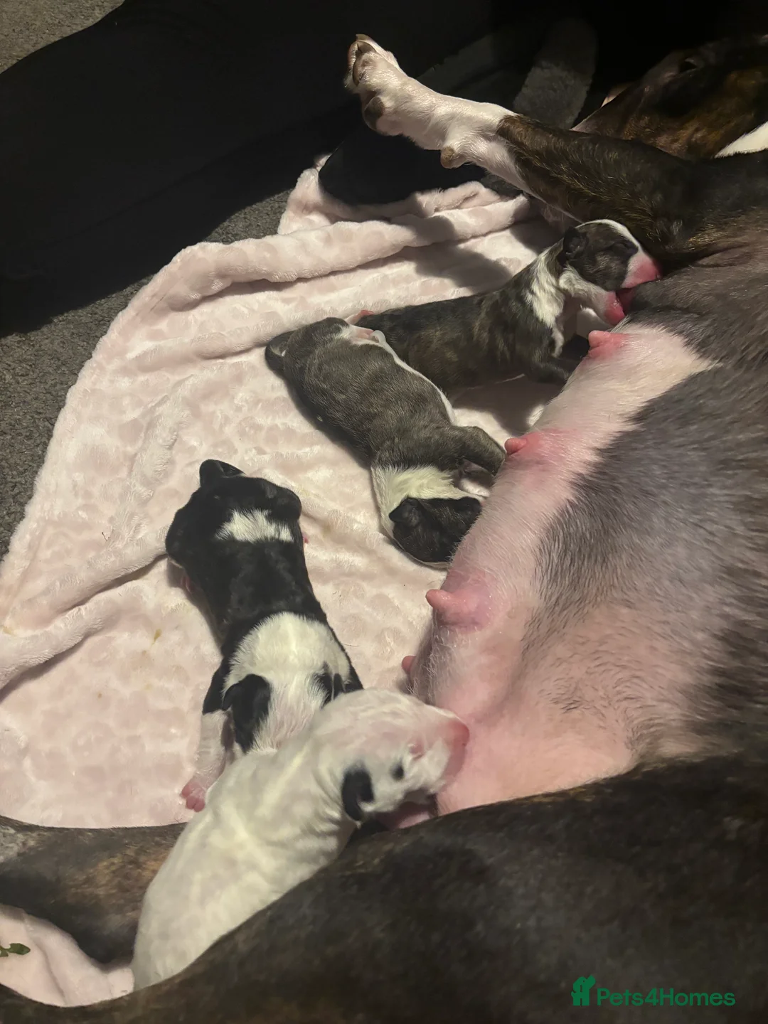 English Bull Terrier dogs for sale: English bull terrier  - Advert 3