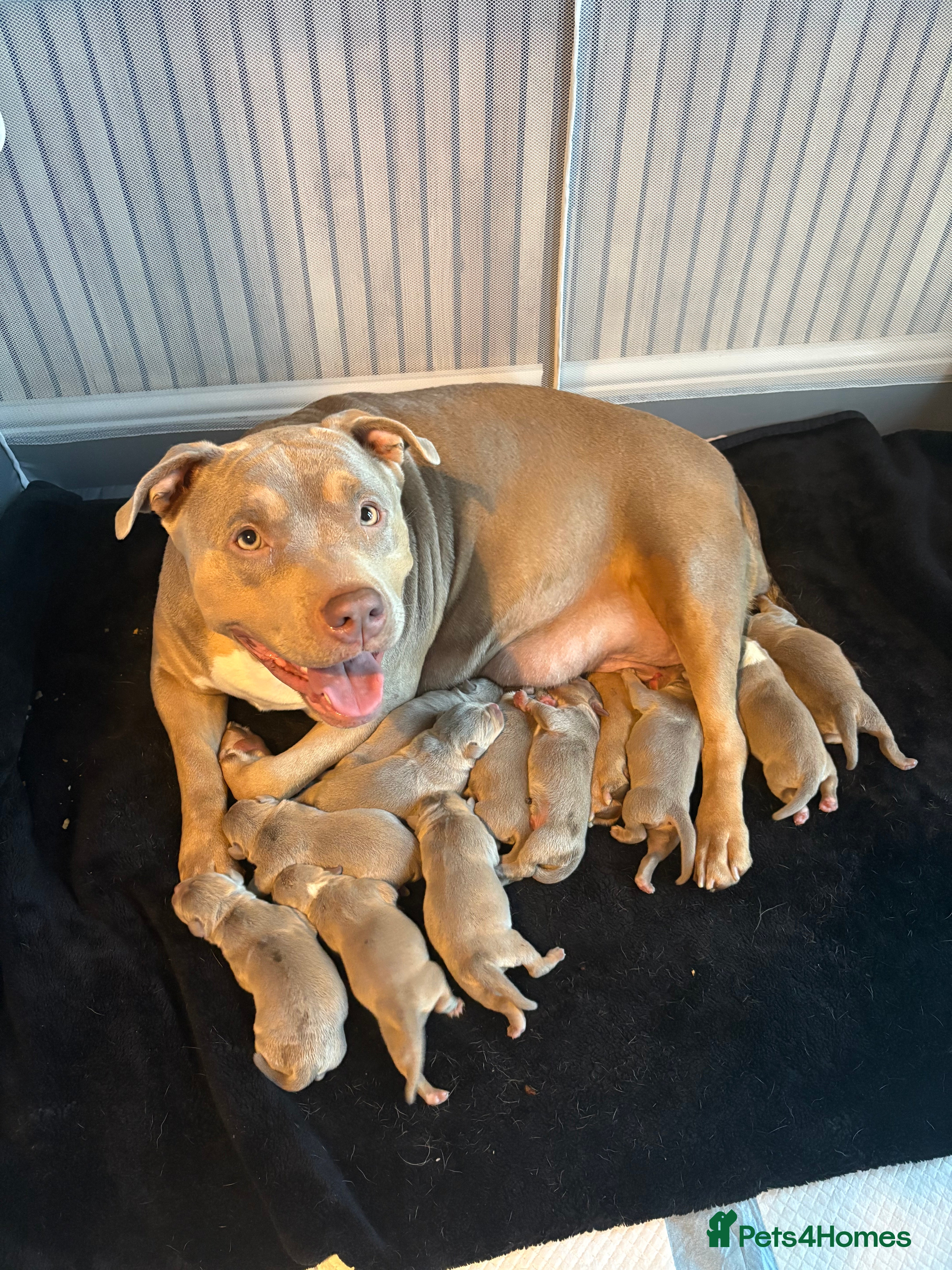 American Bully dogs American bully standard puppies  - Advert 7