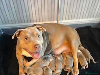 American Bully dogs American bully standard puppies - Advert 7