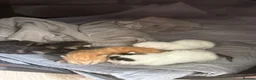 Mixed Breed cats for sale: Beautiful kittrns in Portsmouth - Advert 1
