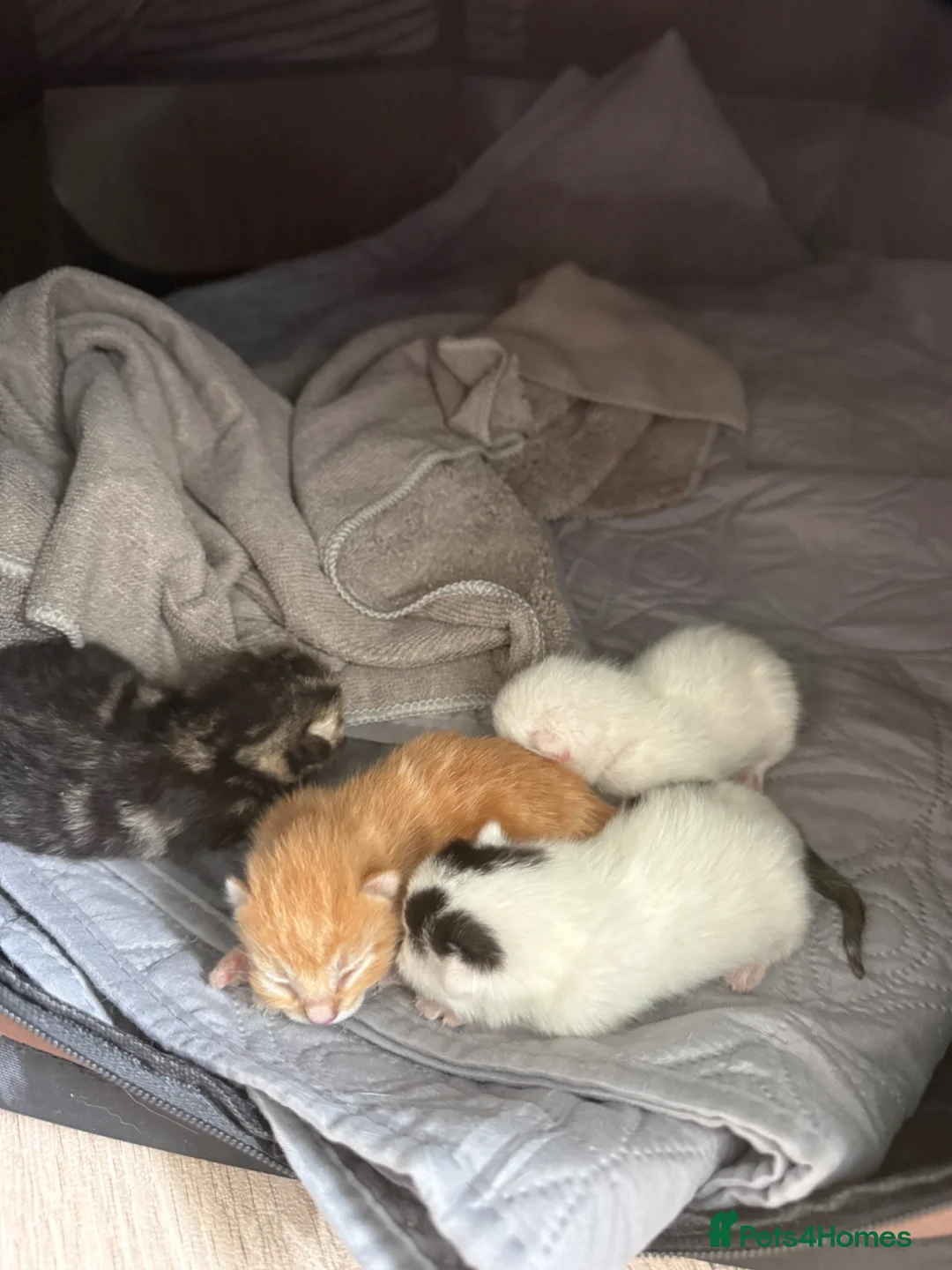 Mixed Breed cats for sale: Beautiful kittrns in Portsmouth - Advert 1