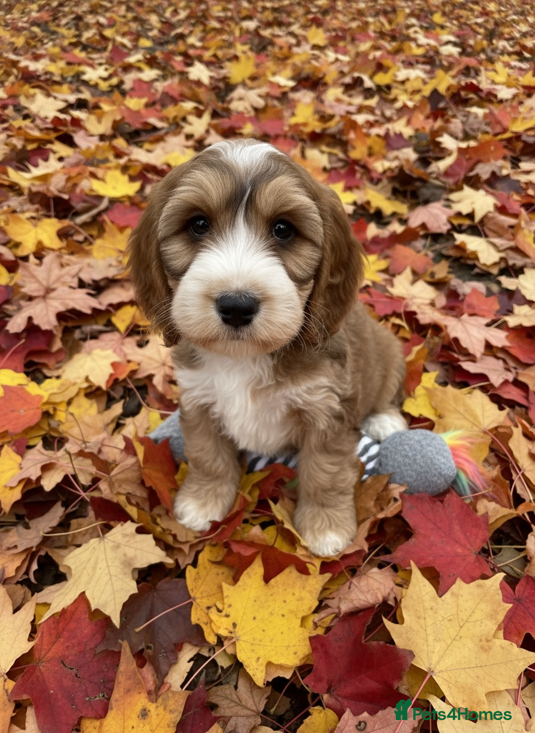 Cockapoo dogs for sale: Beautiful show cockapoo pups  - Advert 12