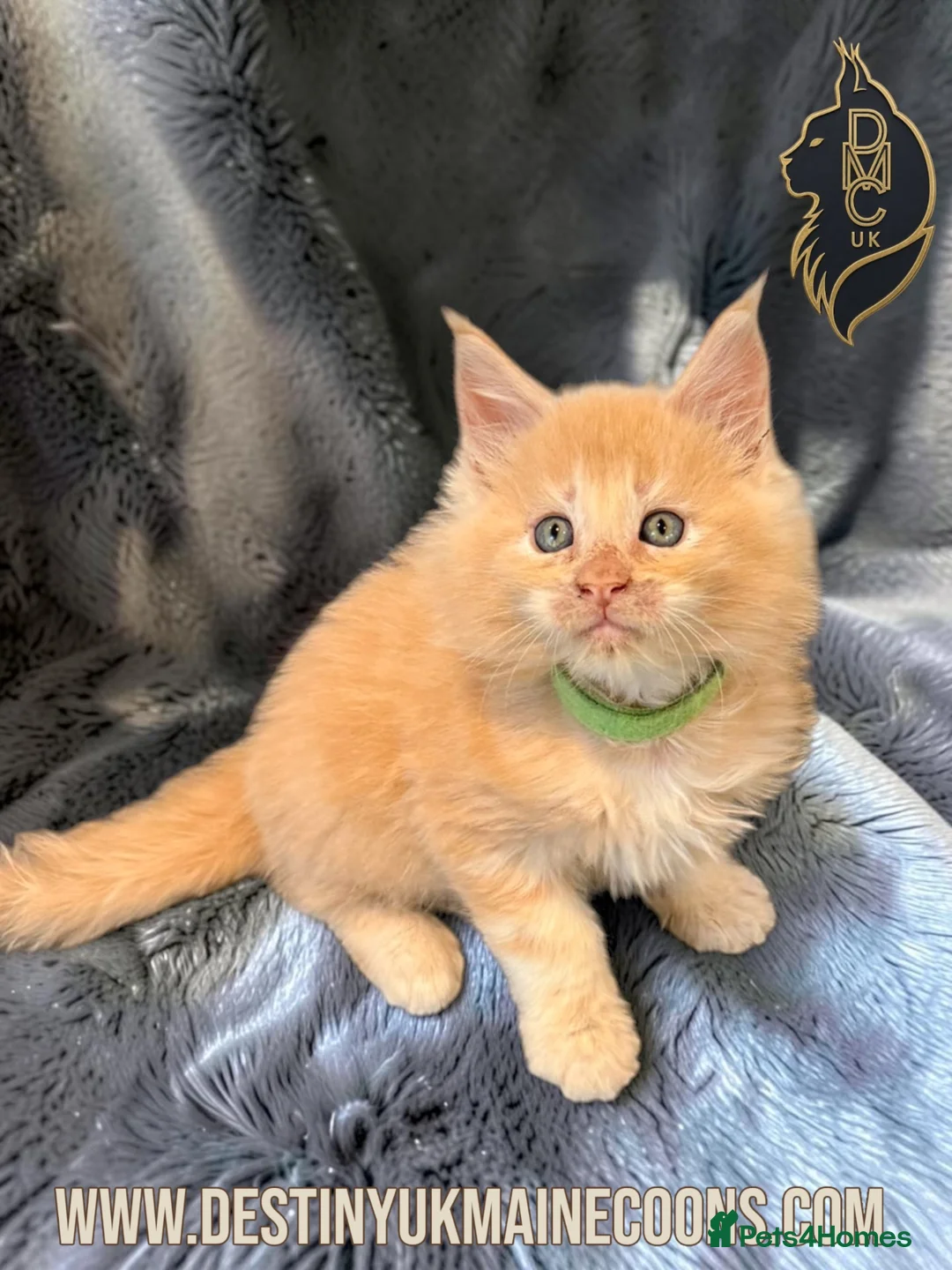 Maine Coon cats for sale: Cream Smoke Male Available - Advert 9