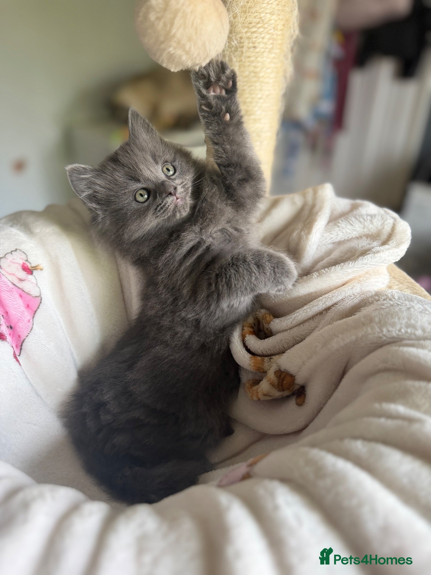 Mixed Breed cats for sale: Ragdoll cross gorgeous kittens  - Advert 2