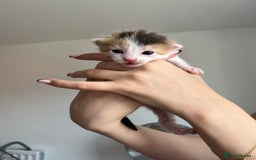 Turkish Van cats for sale: Beautiful Turkish van kittens  - Image 1