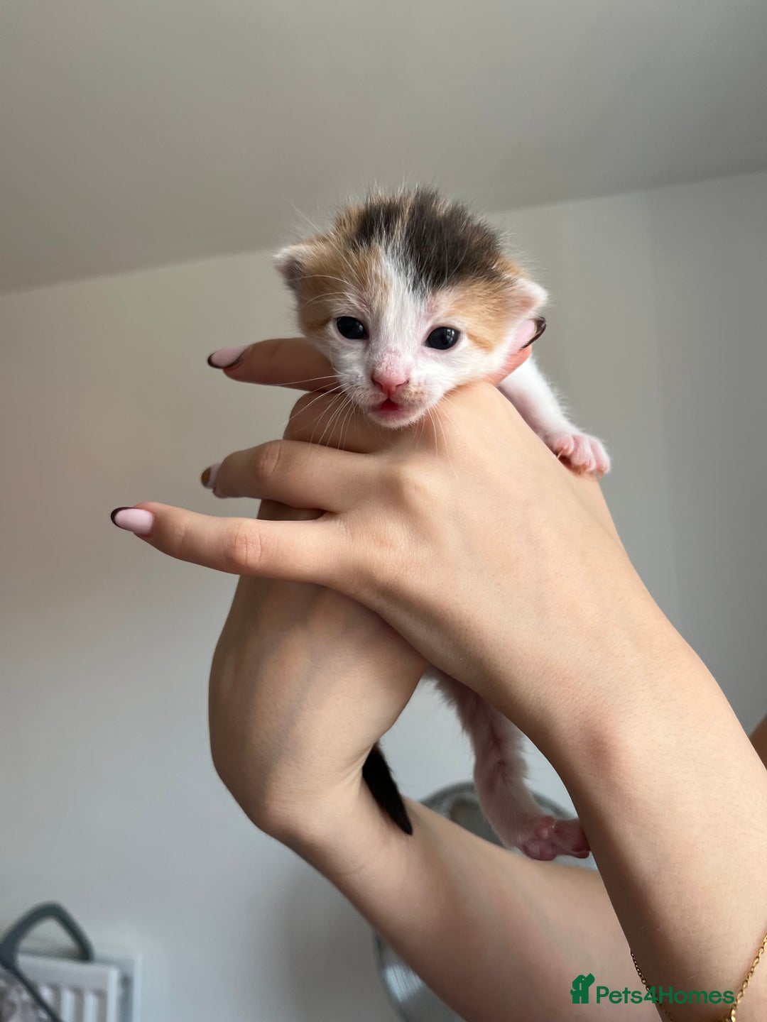 Turkish Van cats for sale: Beautiful Turkish van kittens  - Image 1