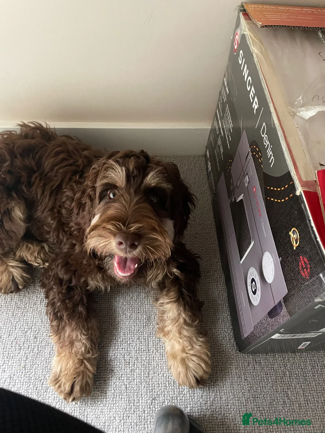 Cockapoo dogs for stud: TRICOLOUR F1 PROVEN ATAT CERTIFIED COCKAPOO STUD in Bromley - Advert 32