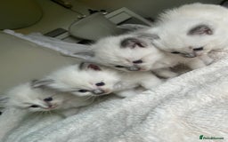 Ragdoll cats for sale: Beautiful Ragdoll kittens - Image 1
