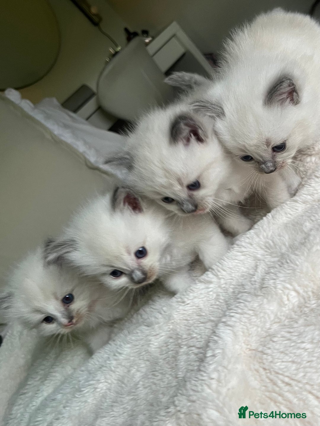 Ragdoll cats for sale: Beautiful Ragdoll kittens - Image 1