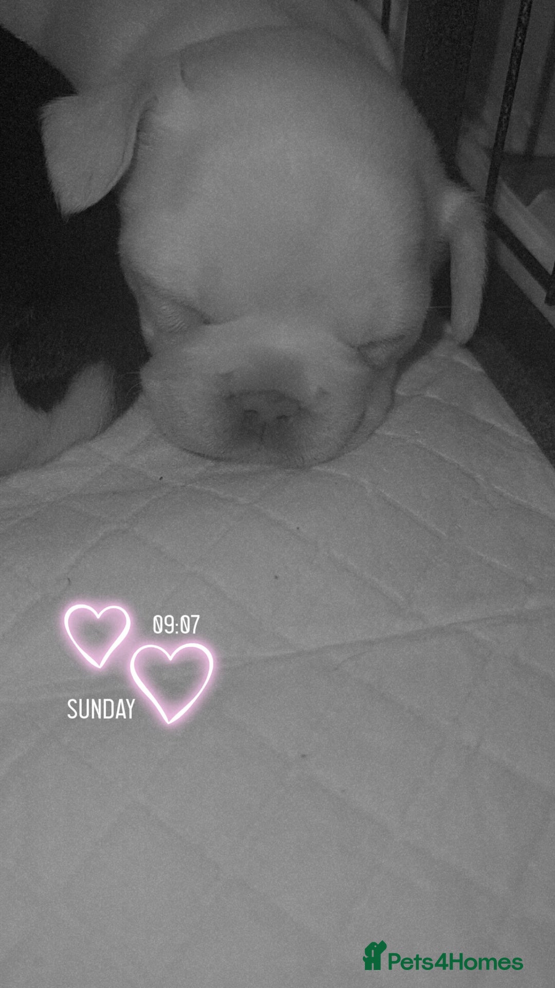 French Bulldog dogs for sale: Beautiful French Bulldog puppies  - Advert 3