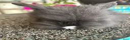 Lionhead rabbits for sale: 🦋Pure breed Teddy lionheads 🦋 - Advert 29