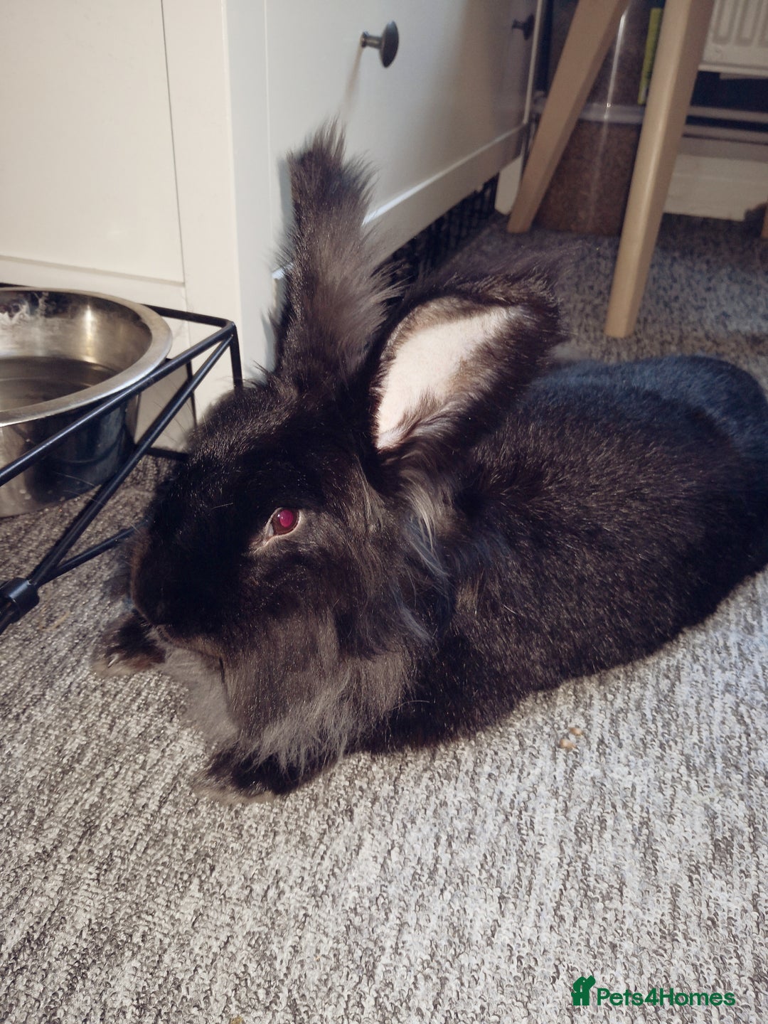 Mixed Breed rabbits for sale: 3 year old rabbit - Advert 4