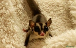 Sugar Glider rodents for sale: Two female sugar gliders with full set up - Image 3