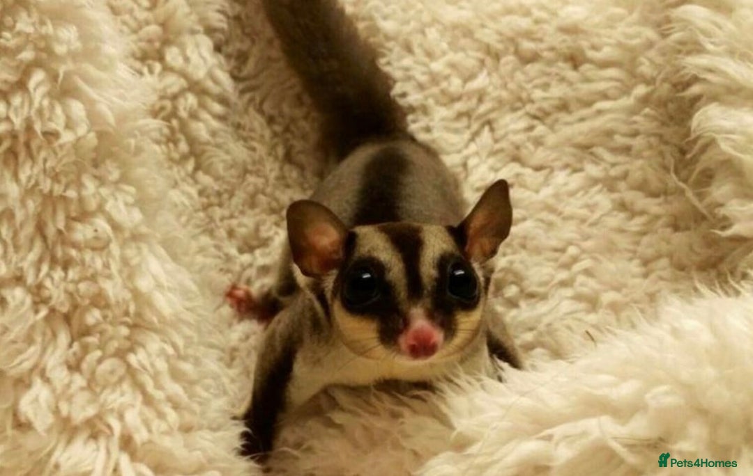 Sugar Glider rodents for sale: Two female sugar gliders with full set up - Image 3