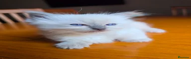 Ragdoll 2