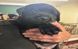 Labrador Retriever dogs for sale: Labrador puppies - Image 5