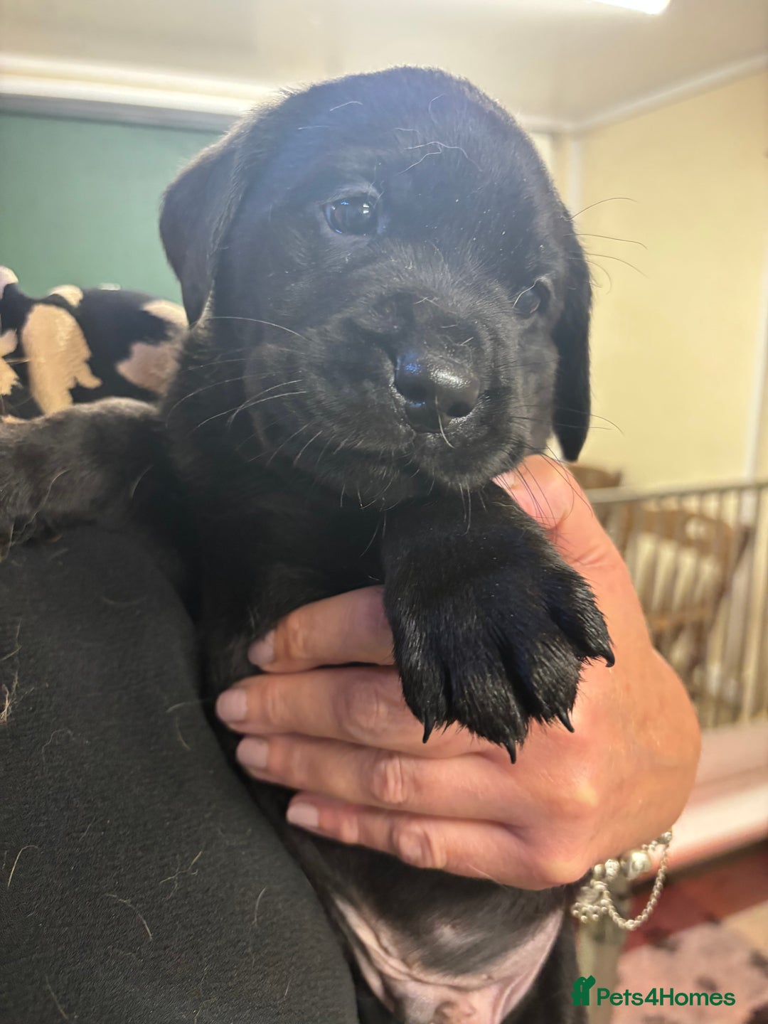 Labrador Retriever dogs for sale: Labrador puppies - Image 5