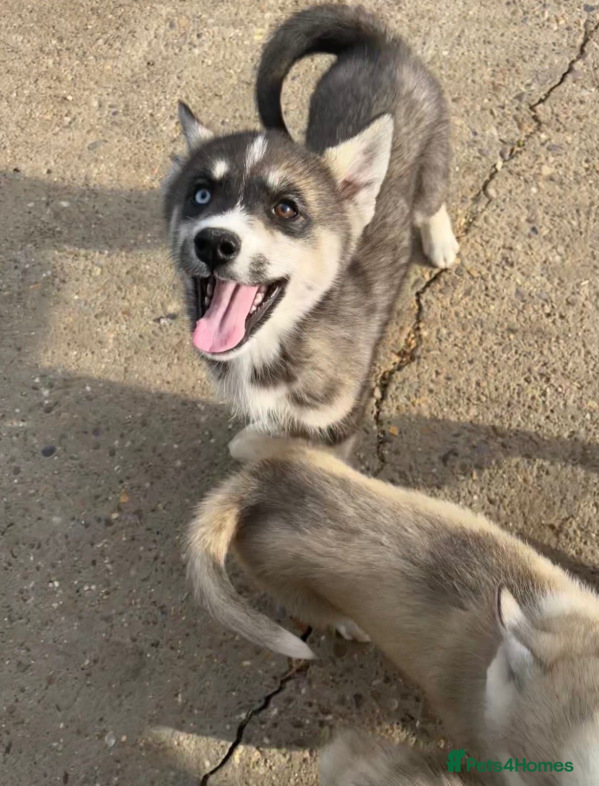 Siberian Husky dogs for sale: Stunning husky puppies  in Boston - Advert 17