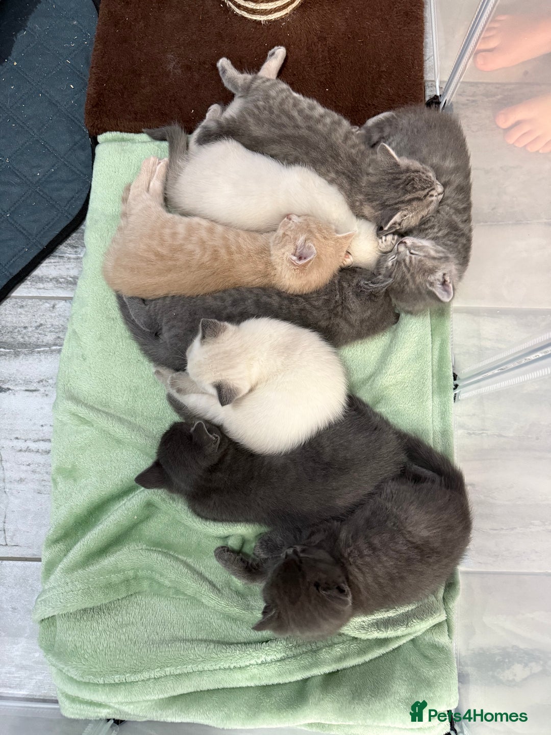 Ragdoll cats for sale: Ragdoll x main coon x British shorthair mix  - Image 1