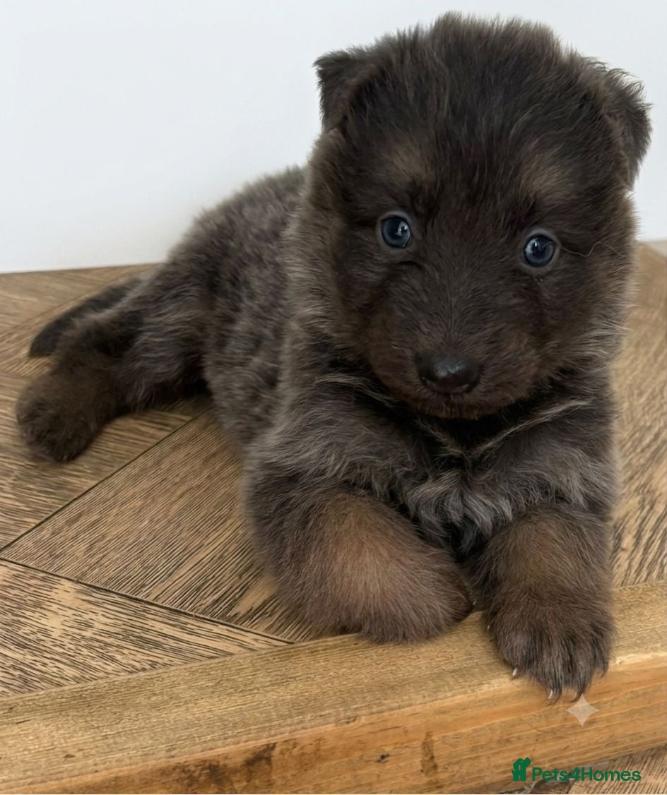 German Shepherd dogs *Stunning KC German Shepherds* - Advert 1
