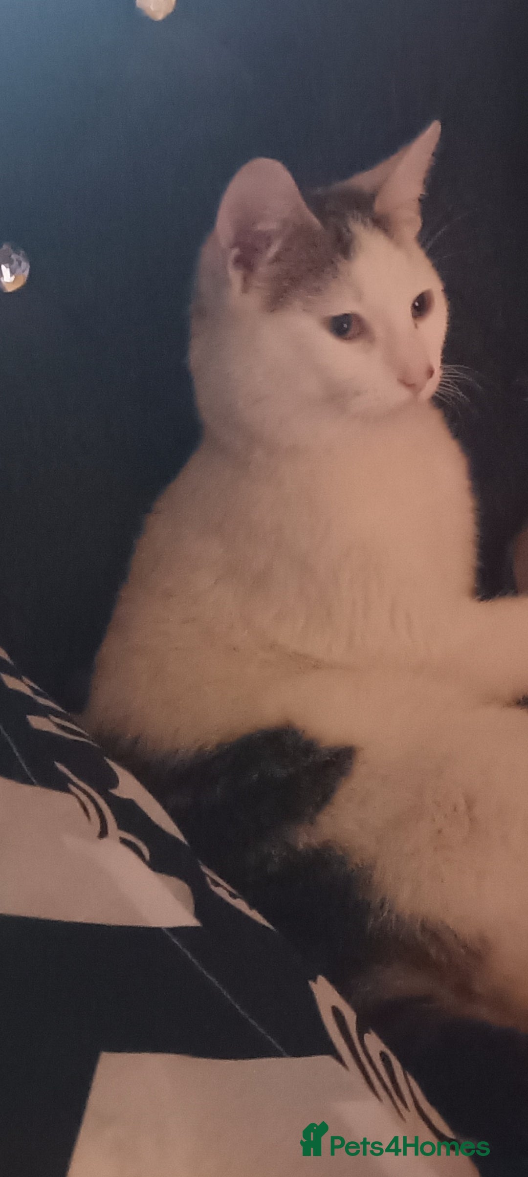 Mixed Breed cats for sale: Beautiful female kitten  - Image 3