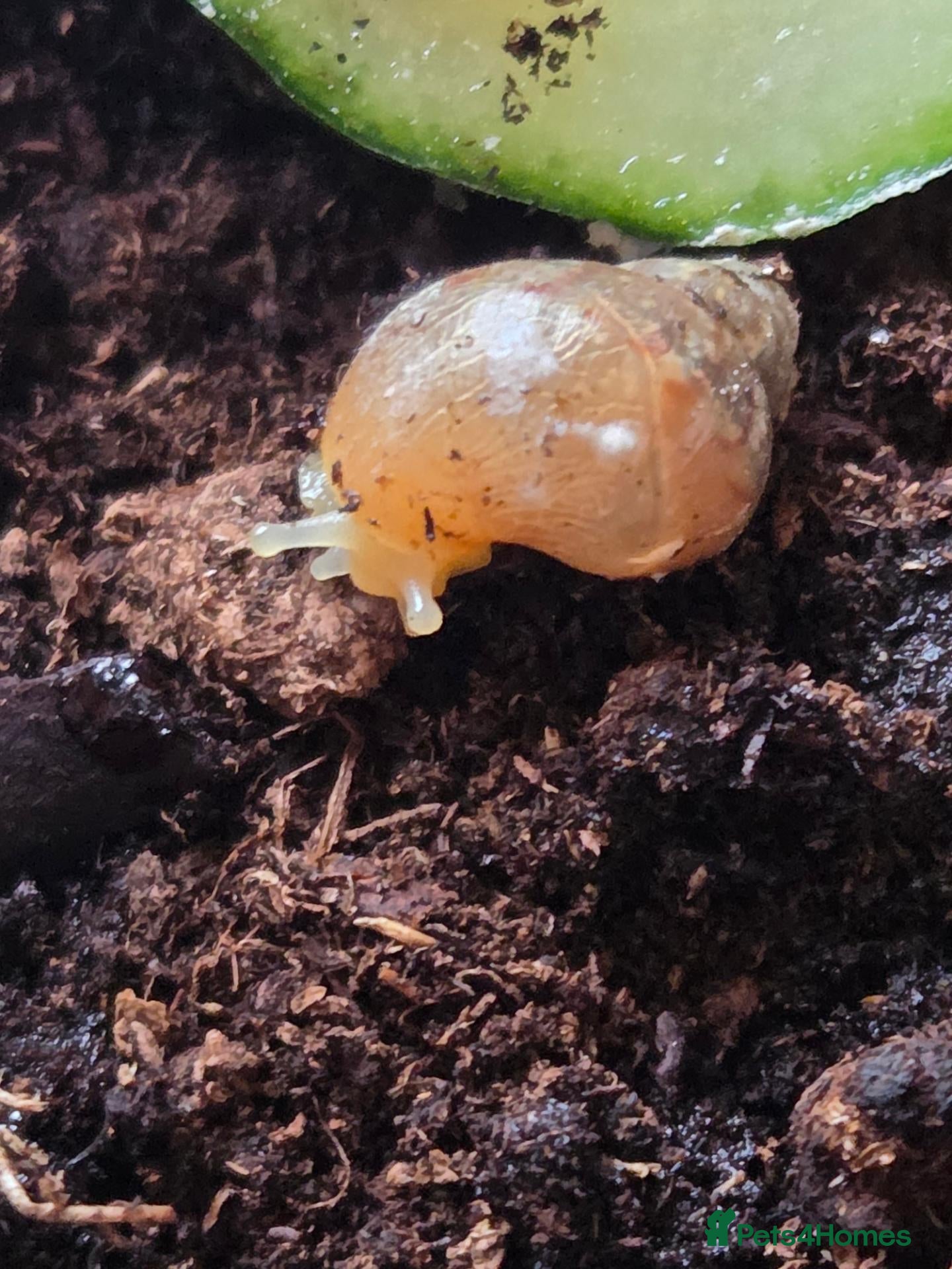 Snails invertebrates Baby Giant African Land Snails - Advert 7