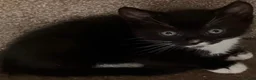 Mixed Breed cats for sale: Kittens ready to leave £50 in Rochester - Advert 6