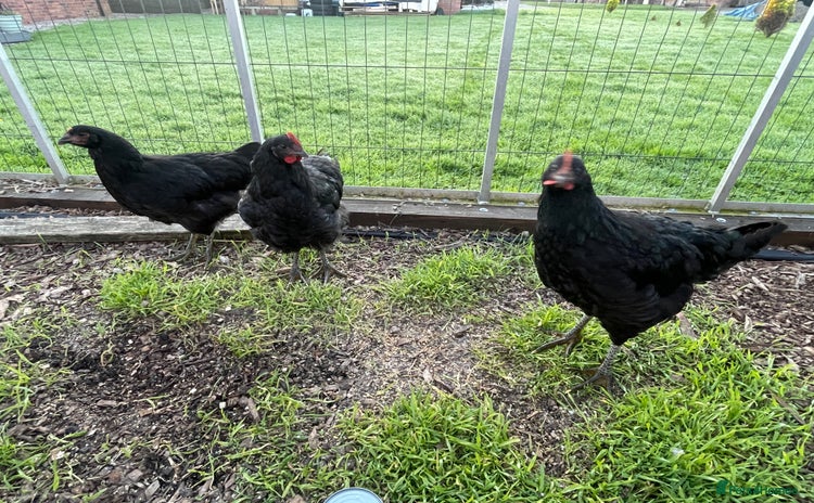 Chickens poultry - Advert 1