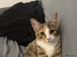 Mixed Breed cats - Advert 4