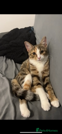 Mixed Breed cats - Advert 4