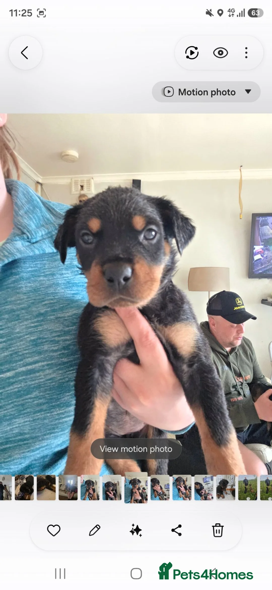 Rottweiler dogs for sale: Rottweiler pups in Falkirk - Advert 2