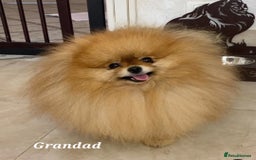 Pomeranian dogs for sale: Super tiny 2 Girls & a boy 💙💓 - Image 6
