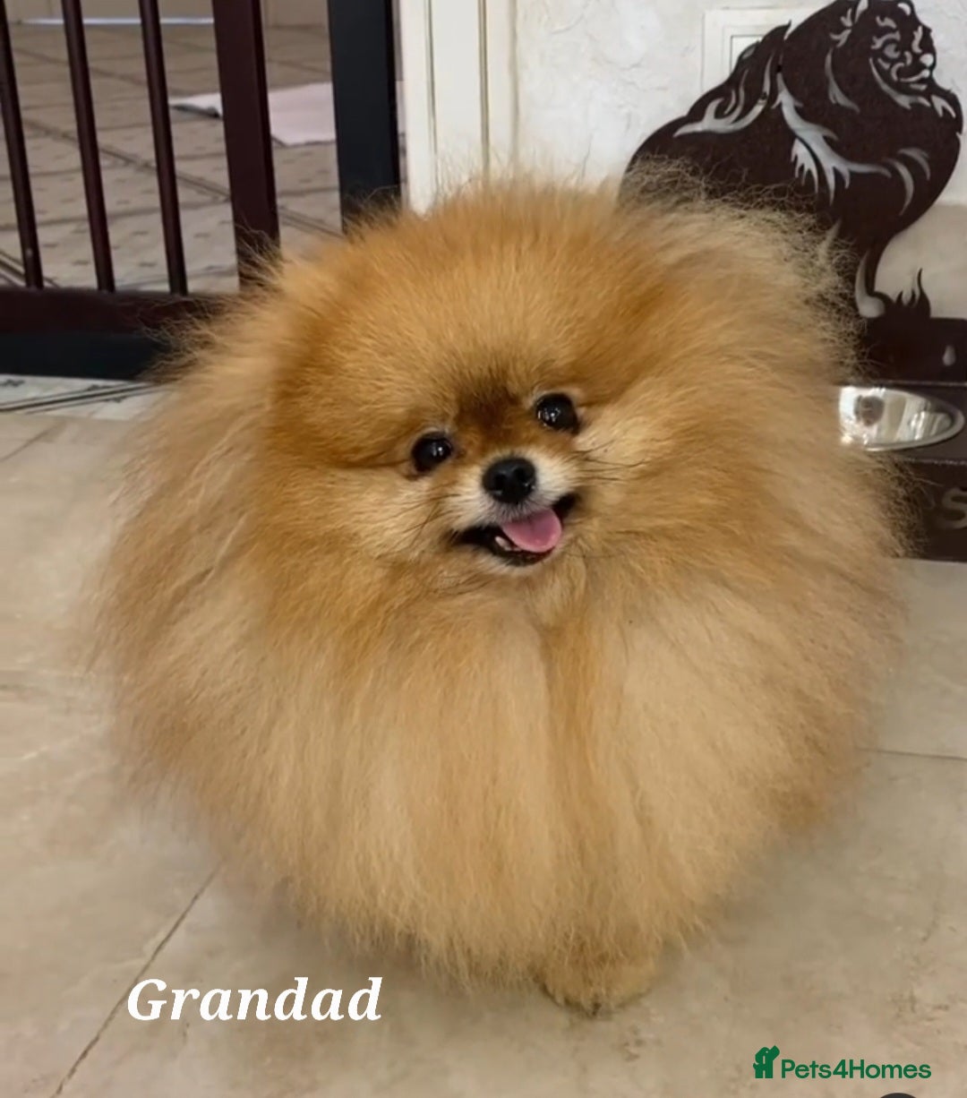 Pomeranian dogs for sale: Super tiny 2 Girls & a boy 💙💓 - Image 6