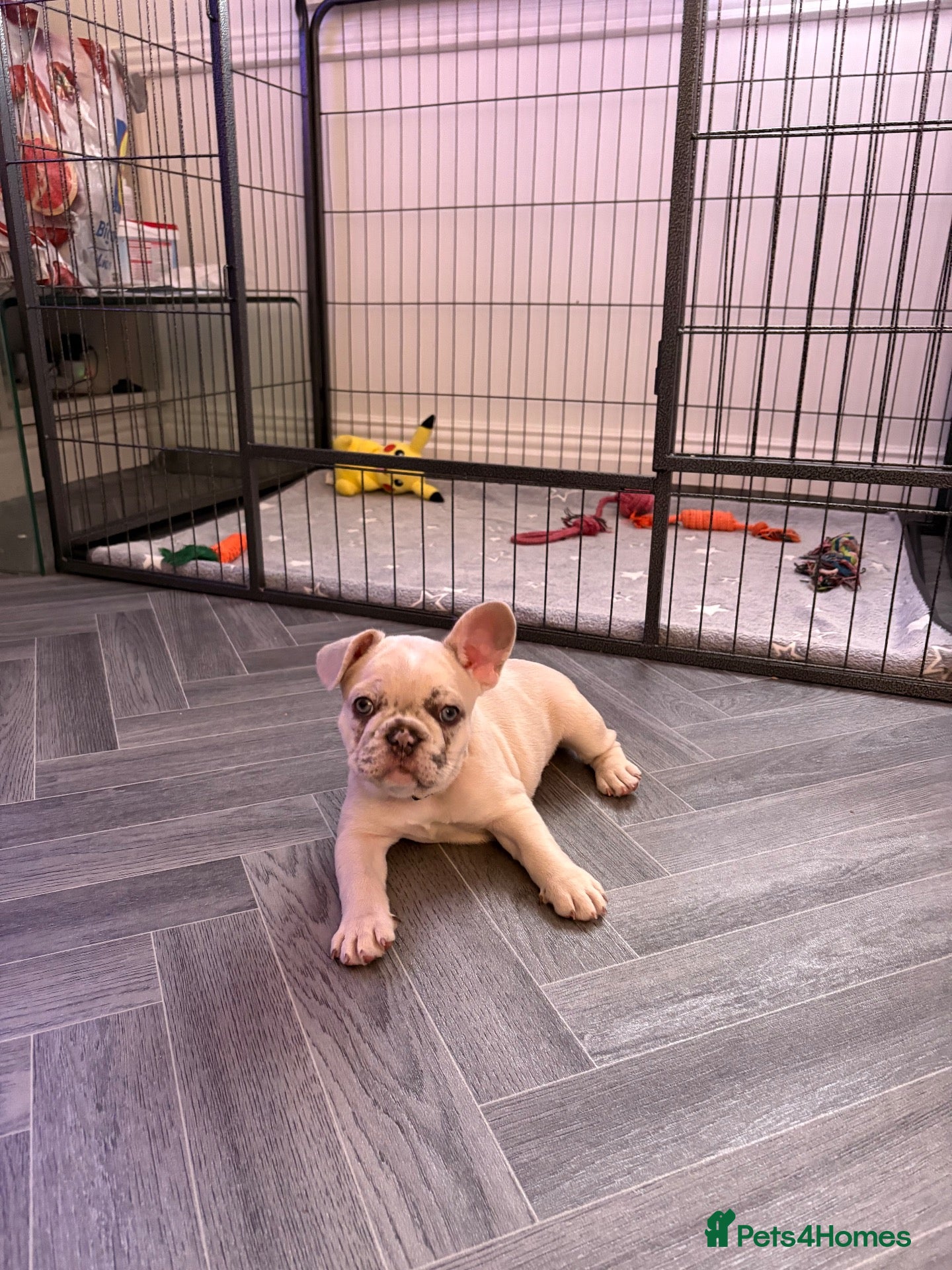 French Bulldog dogs French bulldog  - Advert 2