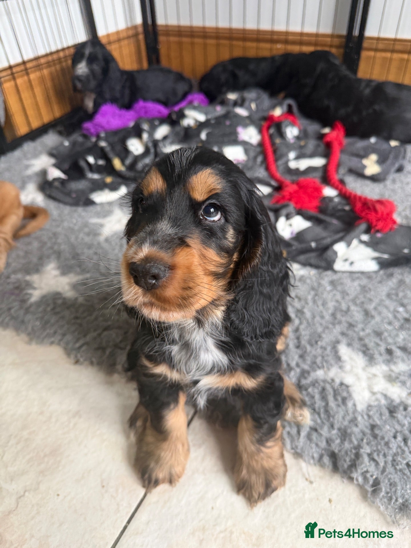 Cocker Spaniel dogs Gorgeous Show Cocker Spaniels  - Advert 2