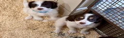 Sproodle dogs for sale: Sproodle Puppies from experienced, licensed breedr - Advert 14
