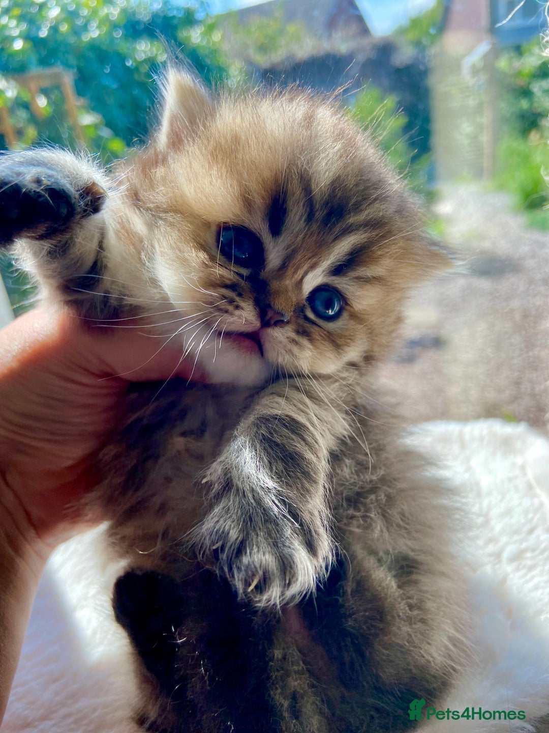 Persian cats for sale: Silver and golden chinchilla Persian kittens - Advert 7