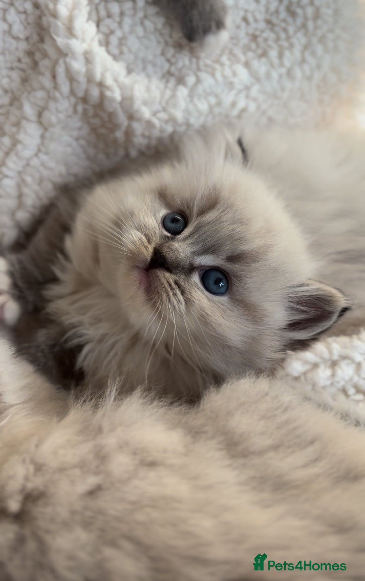Ragdoll cats 🌟TICA🌟Champion Ragdoll🏆🏆🏆 - Advert 2